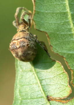 Image of Hyptiotes paradoxus (C. L. Koch 1834)