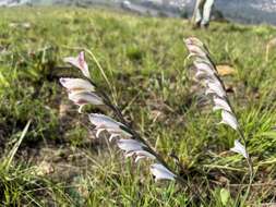 Imagem de Gladiolus inandensis Baker