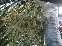 Image of Dypsis bejofo Beentje