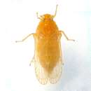 Слика од Haplaxius fulvus (Osborn 1903)