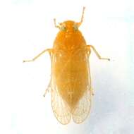 Image of Haplaxius fulvus (Osborn 1903)