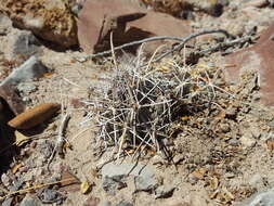 Image of Pima Pineapple Cactus