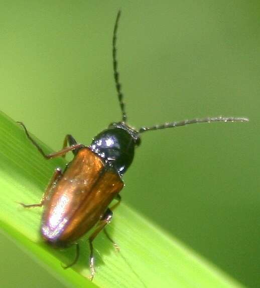 Image of <i>Oestodes tenuicollis</i>