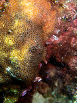 Image of thorn coral