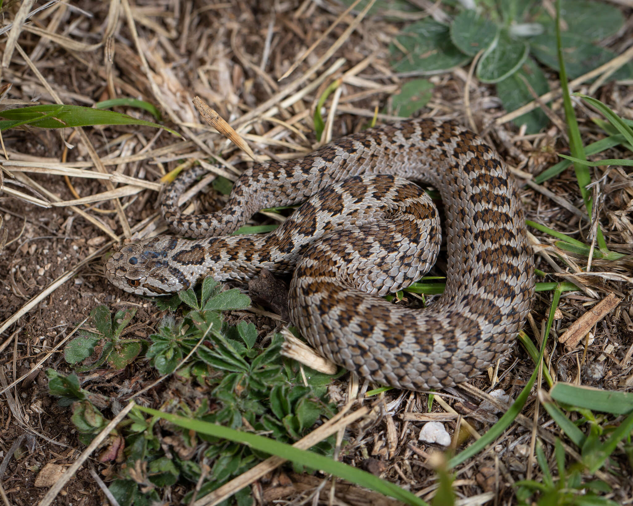 Plancia ëd Vipera ursinii ursinii (Bonaparte 1835)