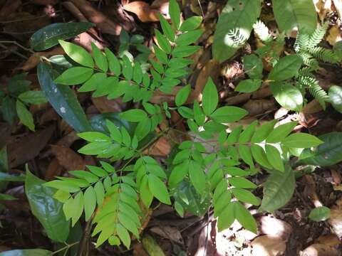 Image de Albizia adinocephala (Donn. Sm.) Record