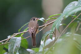 Muscicapa muttui (Layard & EL 1854) resmi