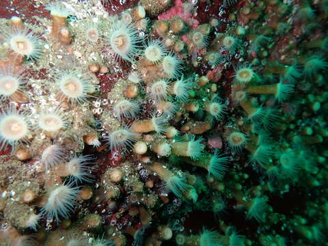 Image of orange encrusting anemone