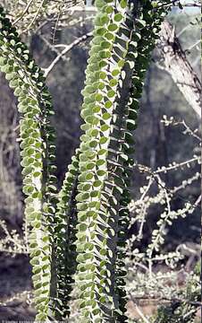 Image of Madagascan ocotillo