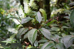 Image of Begonia cooperi C. DC.