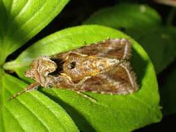 Image de Autographa rubidus Ottolengui 1902