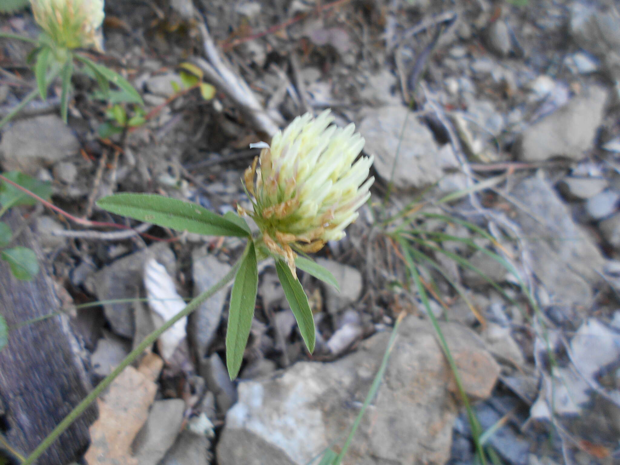 Image of Trifolium ochroleucon var. ochroleucon