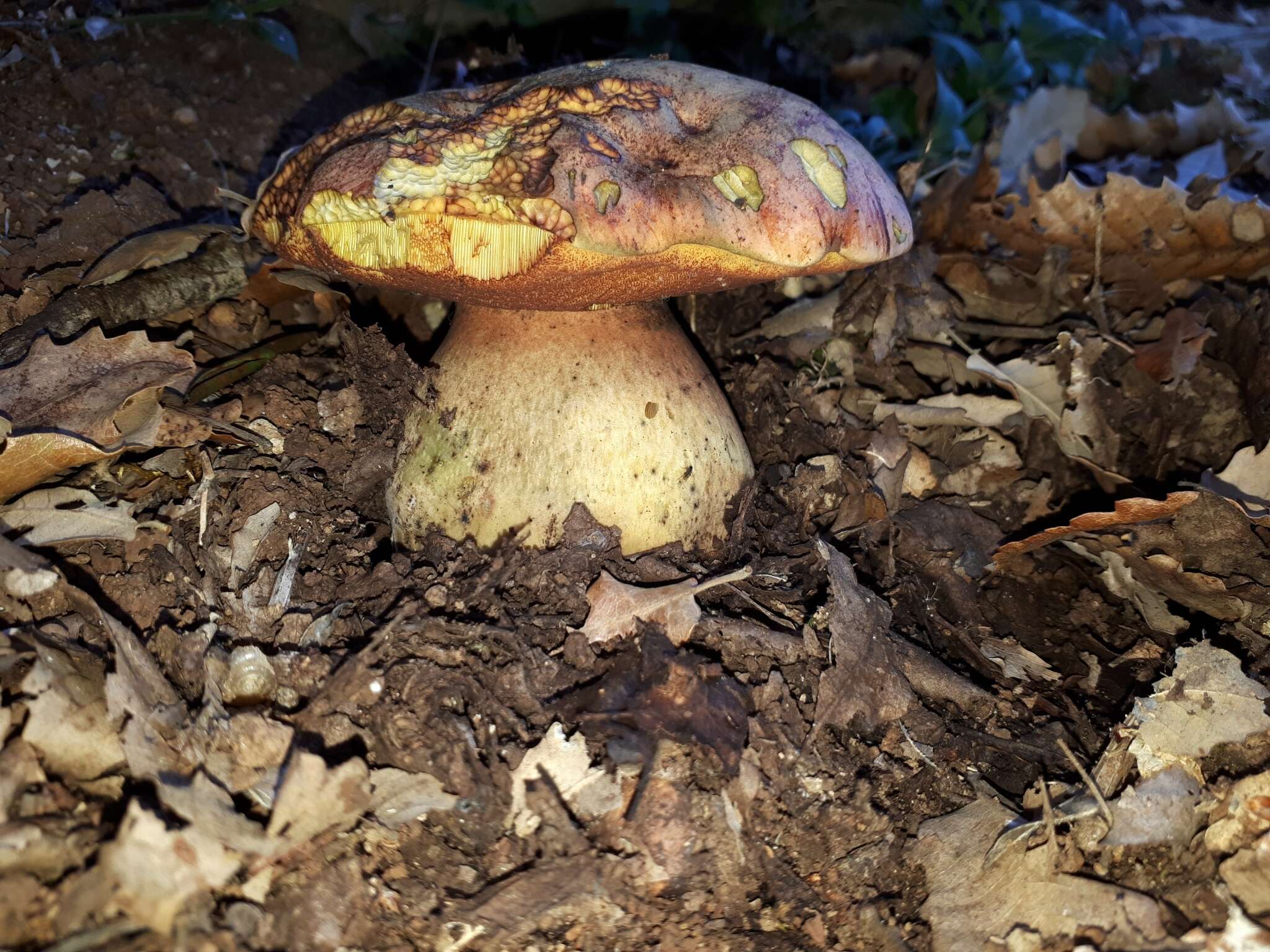 Image of wolf bolete