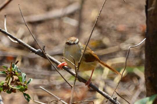 Image of Prinia subflava affinis (Smith & A 1843)