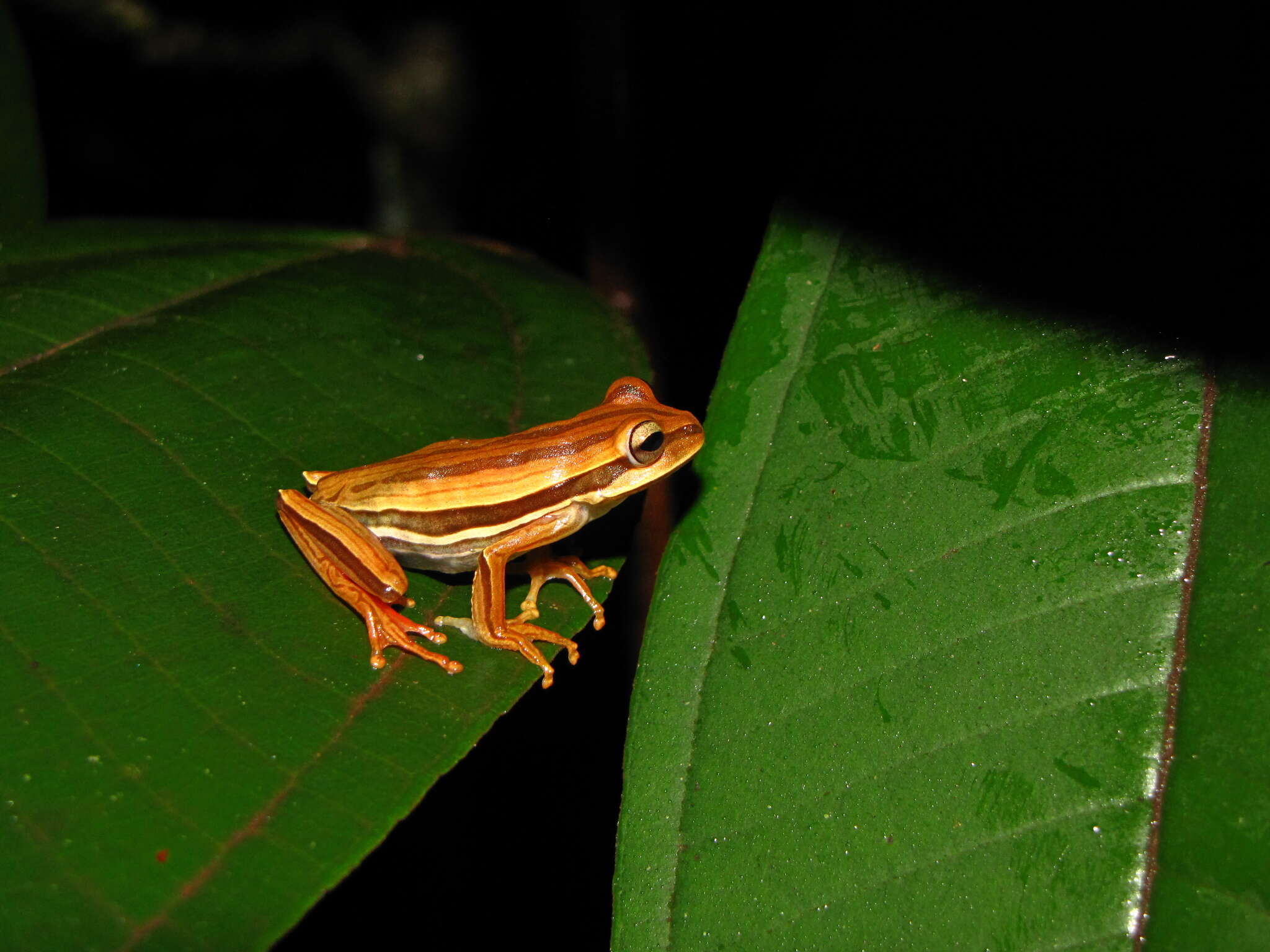 Image of Boana polytaenia (Cope 1870)