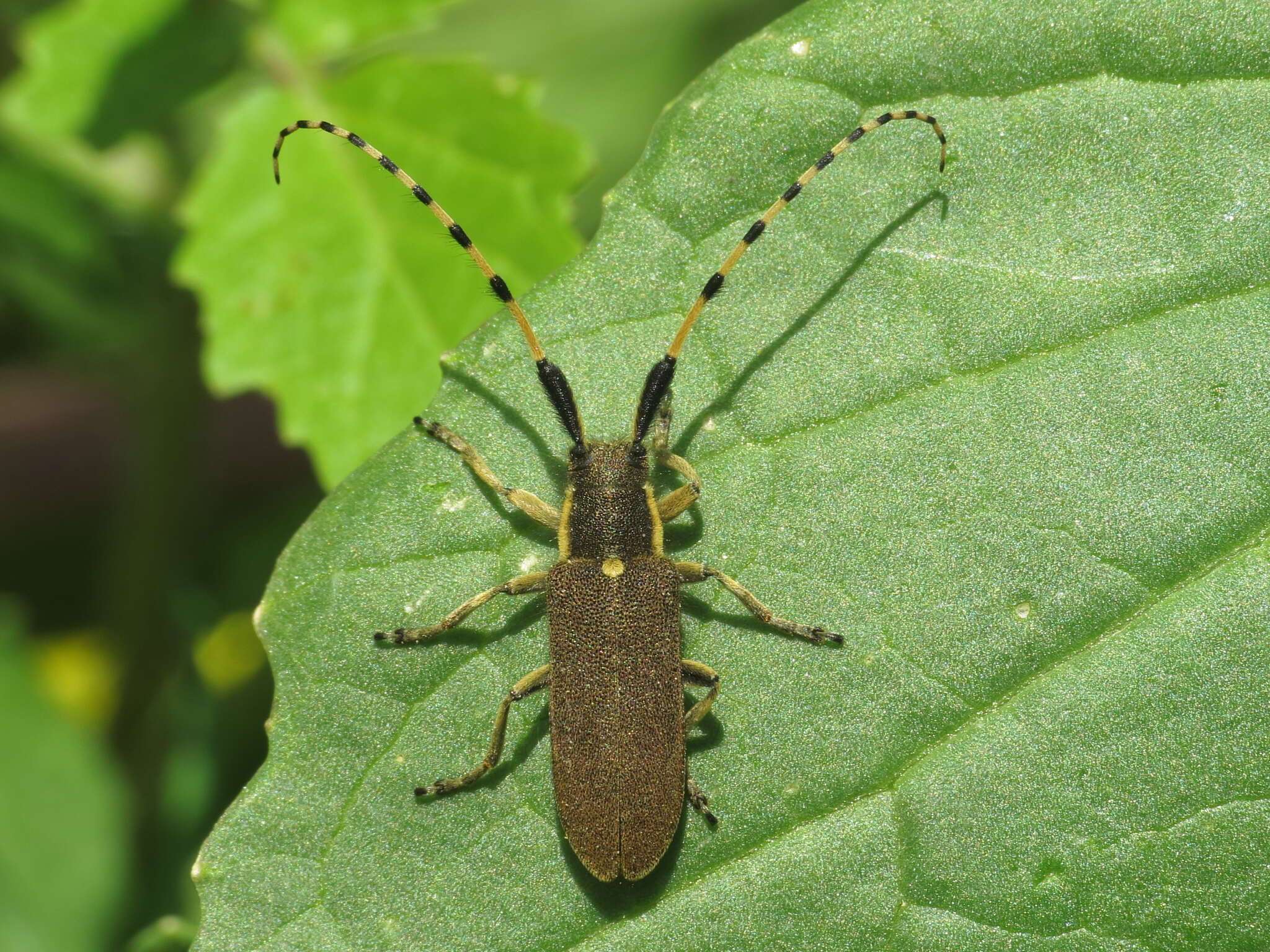 Sivun Agapanthia (Epoptes) annularis (Olivier 1795) kuva