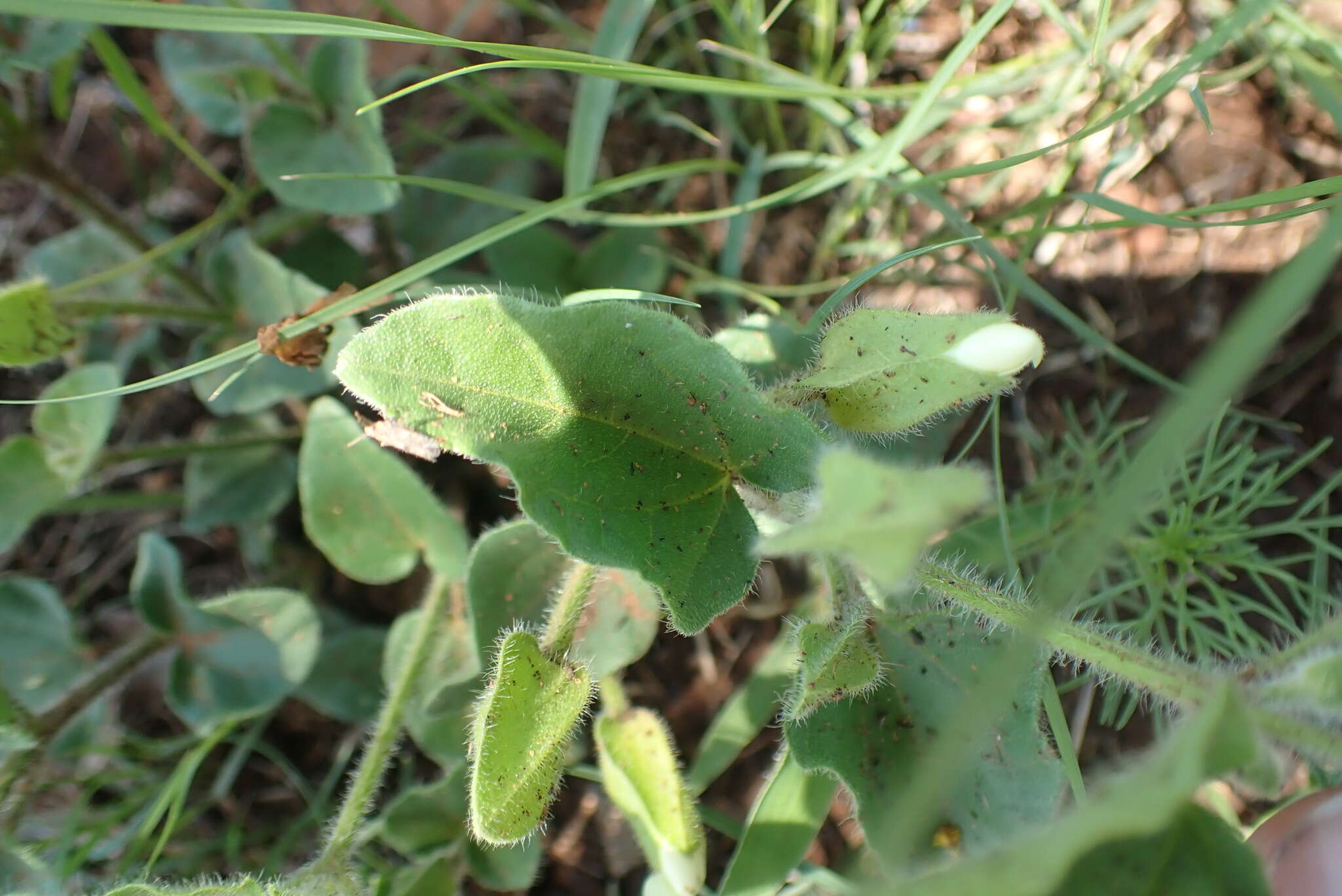 Image of Thunbergia neglecta Sond.