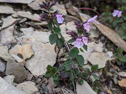 Sivun Clinopodium laxiflorum (Hayata) K. Mori kuva