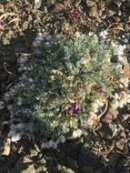 Image de Astragalus purshii var. lectulus (S. Wats.) M. E. Jones