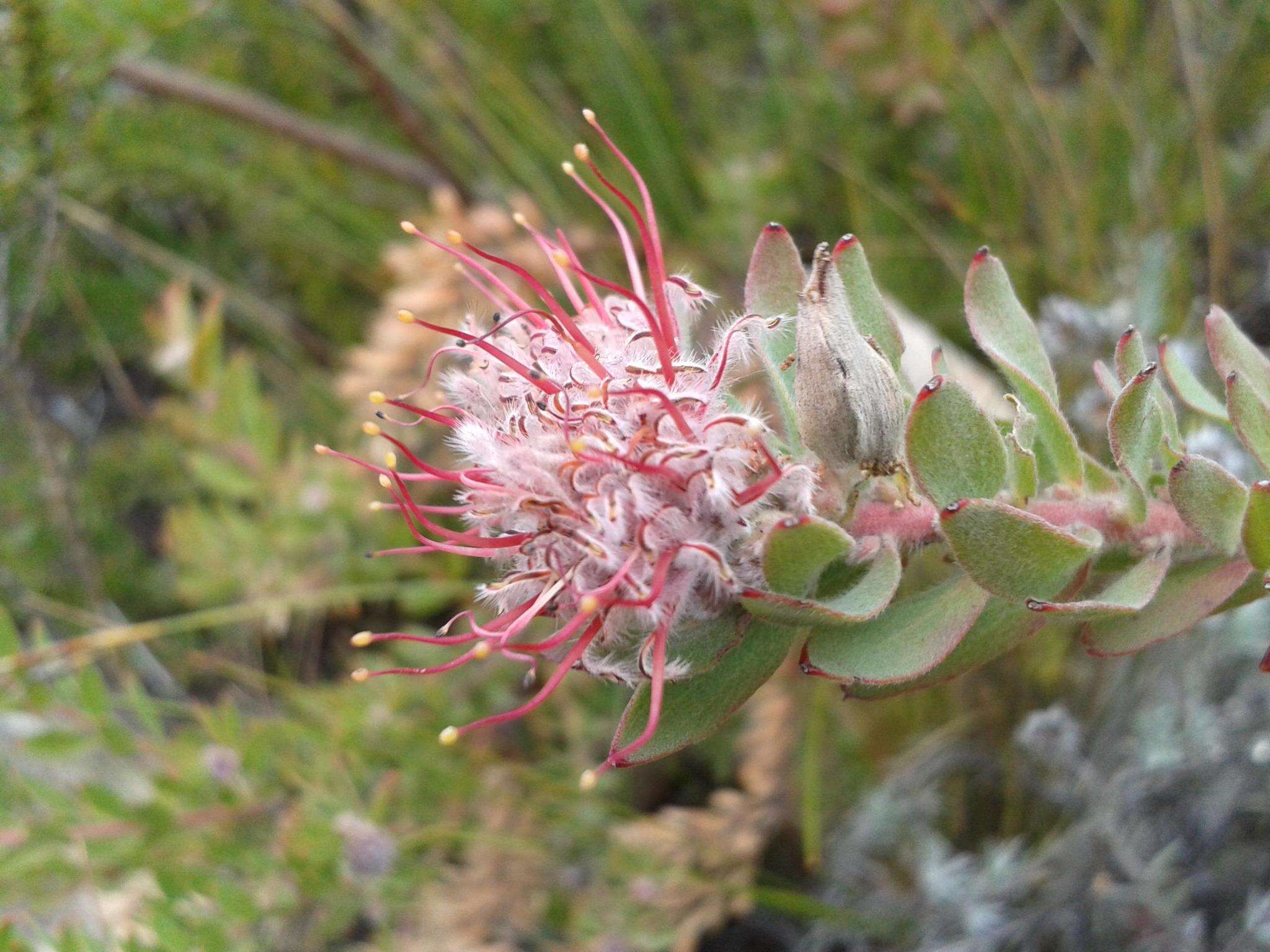 Plancia ëd Leucospermum wittebergense Compton