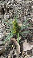 Image of Grass orchids