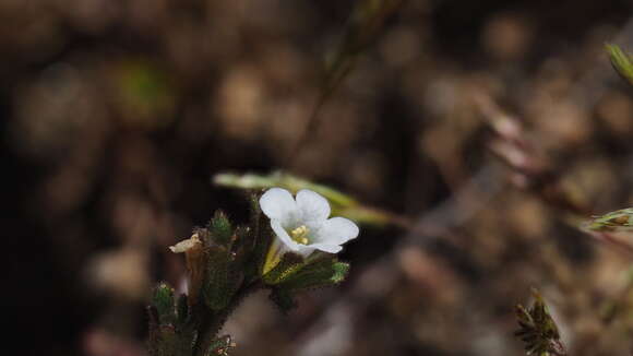 Phacelia affinis A. Gray的圖片