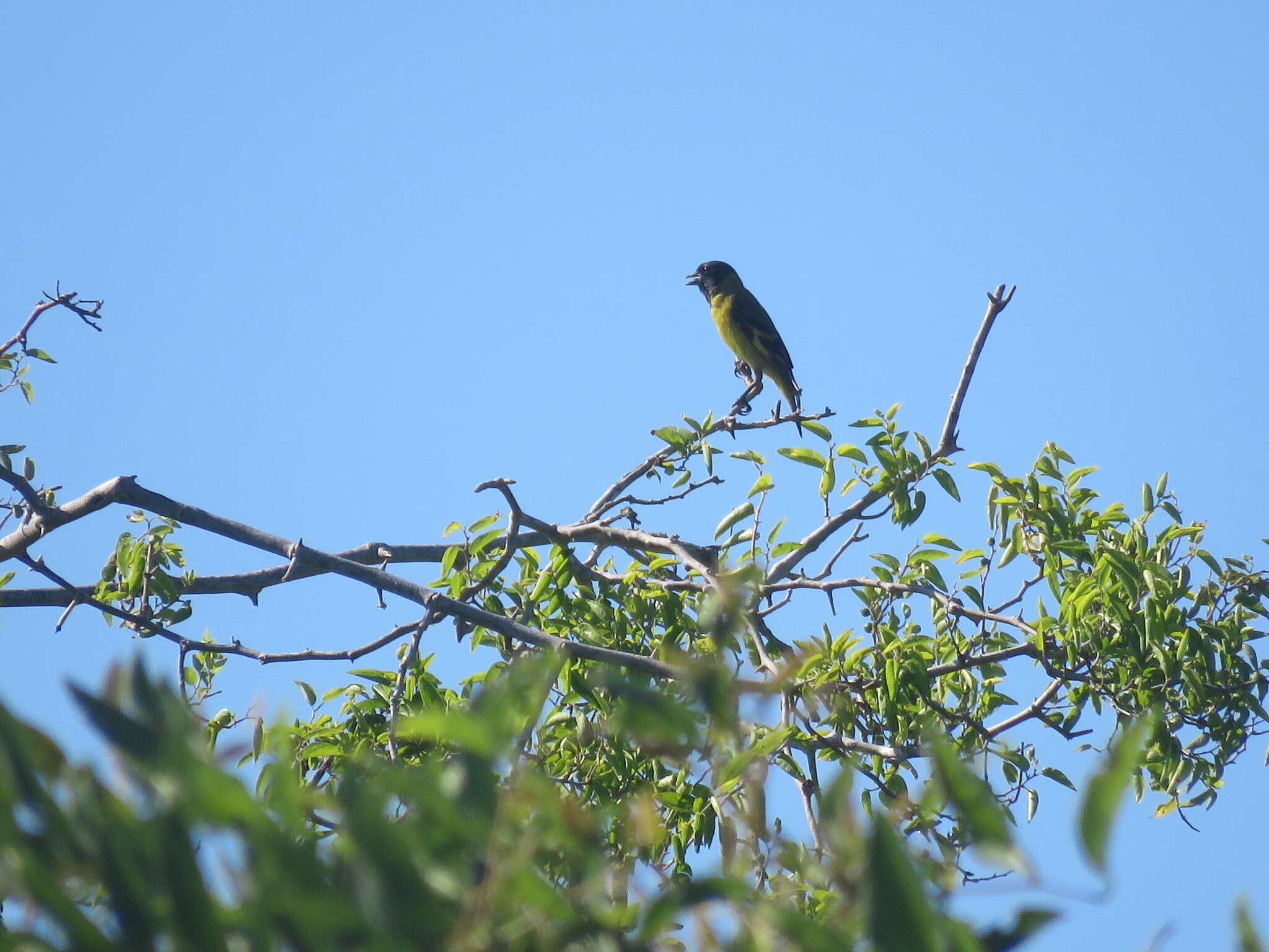 Spinus magellanicus (Vieillot 1805)的圖片