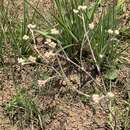 Image de Helichrysum miconiifolium DC.