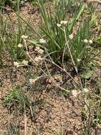 Image of Helichrysum miconiifolium DC.