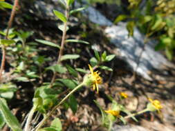 Image de Melampodium paniculatum Gardn.