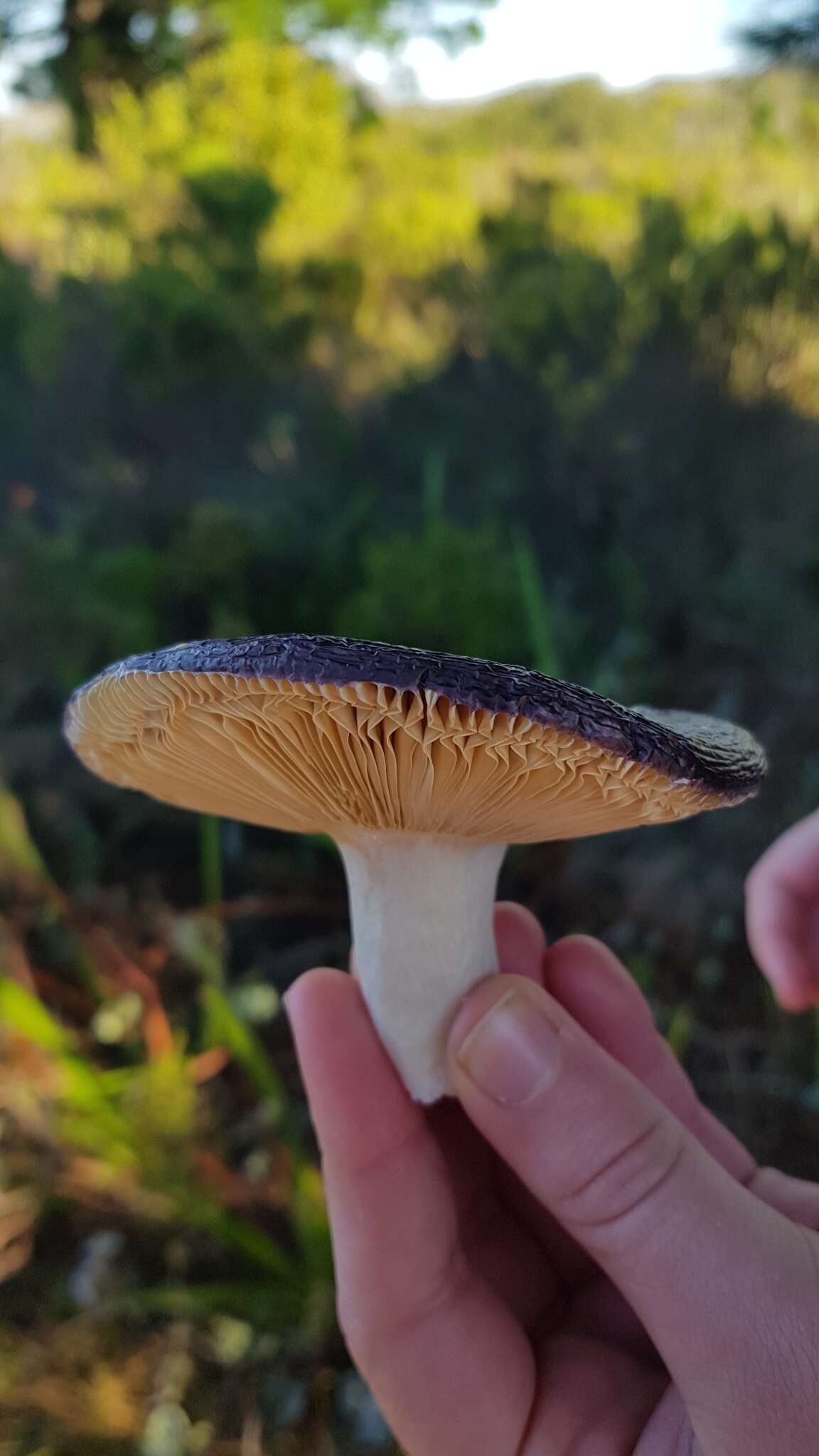 Image of Russula capensis A. Pearson 1950