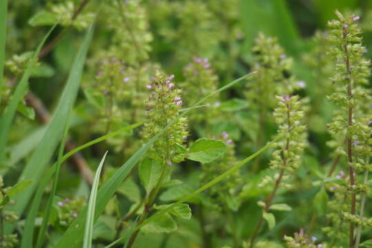 Image of slender wild basil