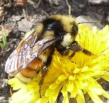 Image of Two Form Bumble Bee