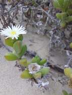 Image of Delosperma patersoniae (L. Bol.) L. Bol.