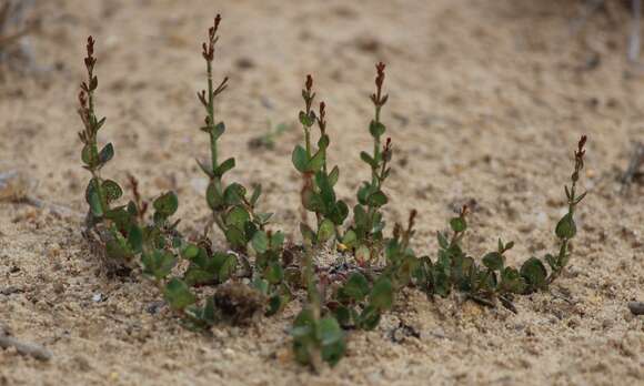 Image of Gonocarpus micranthus subsp. ramosissimus Orchard