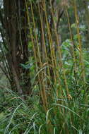 Cortaderia nitida (Kunth) Pilg.的圖片