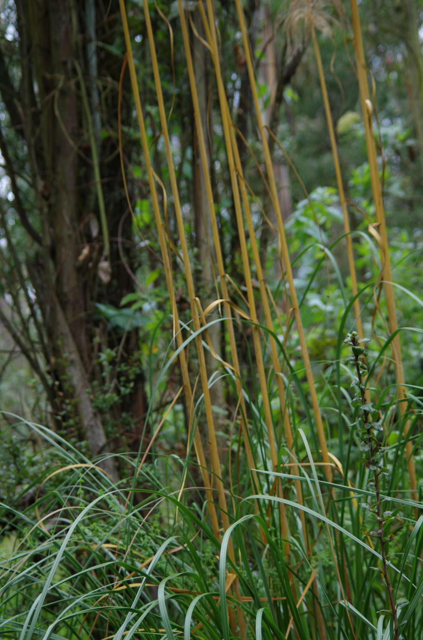 Cortaderia nitida (Kunth) Pilg.的圖片