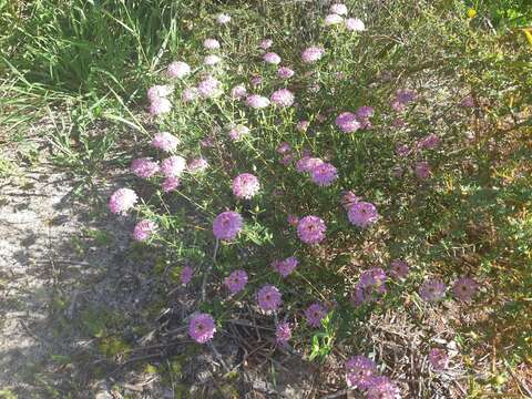 Image of Pimelea rosea R. Br.