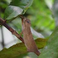 Image of Black-headed Dwarf Chameleon