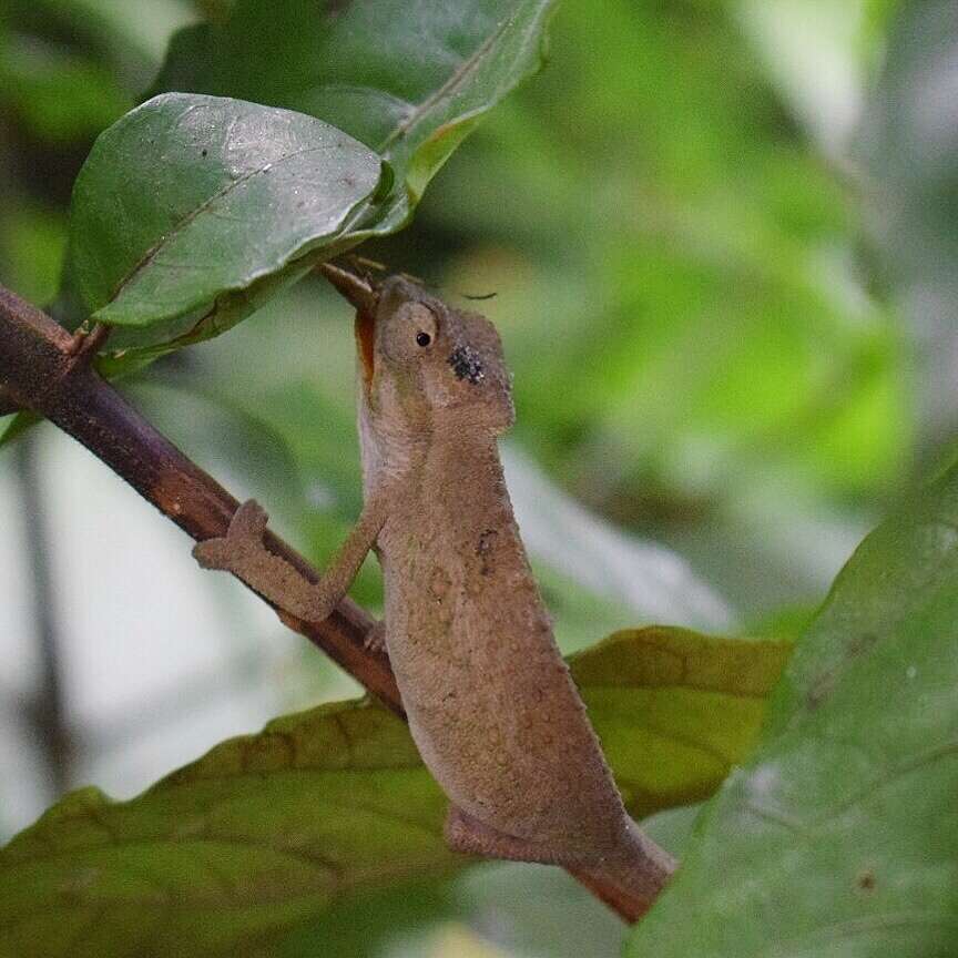 Image of Black-headed Dwarf Chameleon