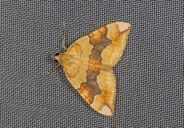 Image of barred yellow