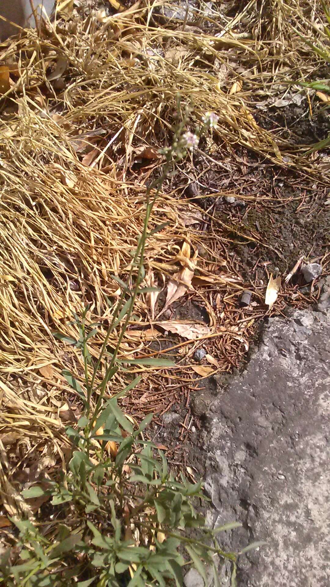 Image of grassleaf pepperweed