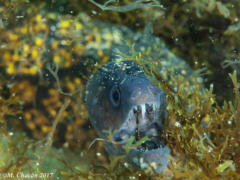 Image of moray, murry