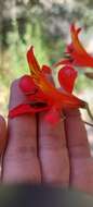 Image of Alstroemeria ligtu subsp. simsii (Spreng.) Ehr. Bayer