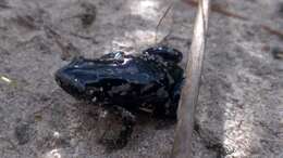 Image of white-spotted humming frog