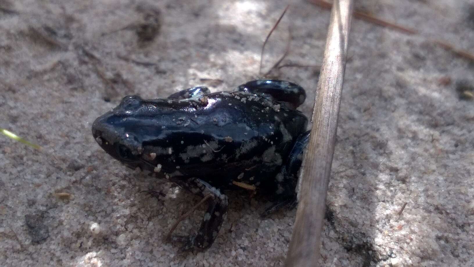 Image of white-spotted humming frog