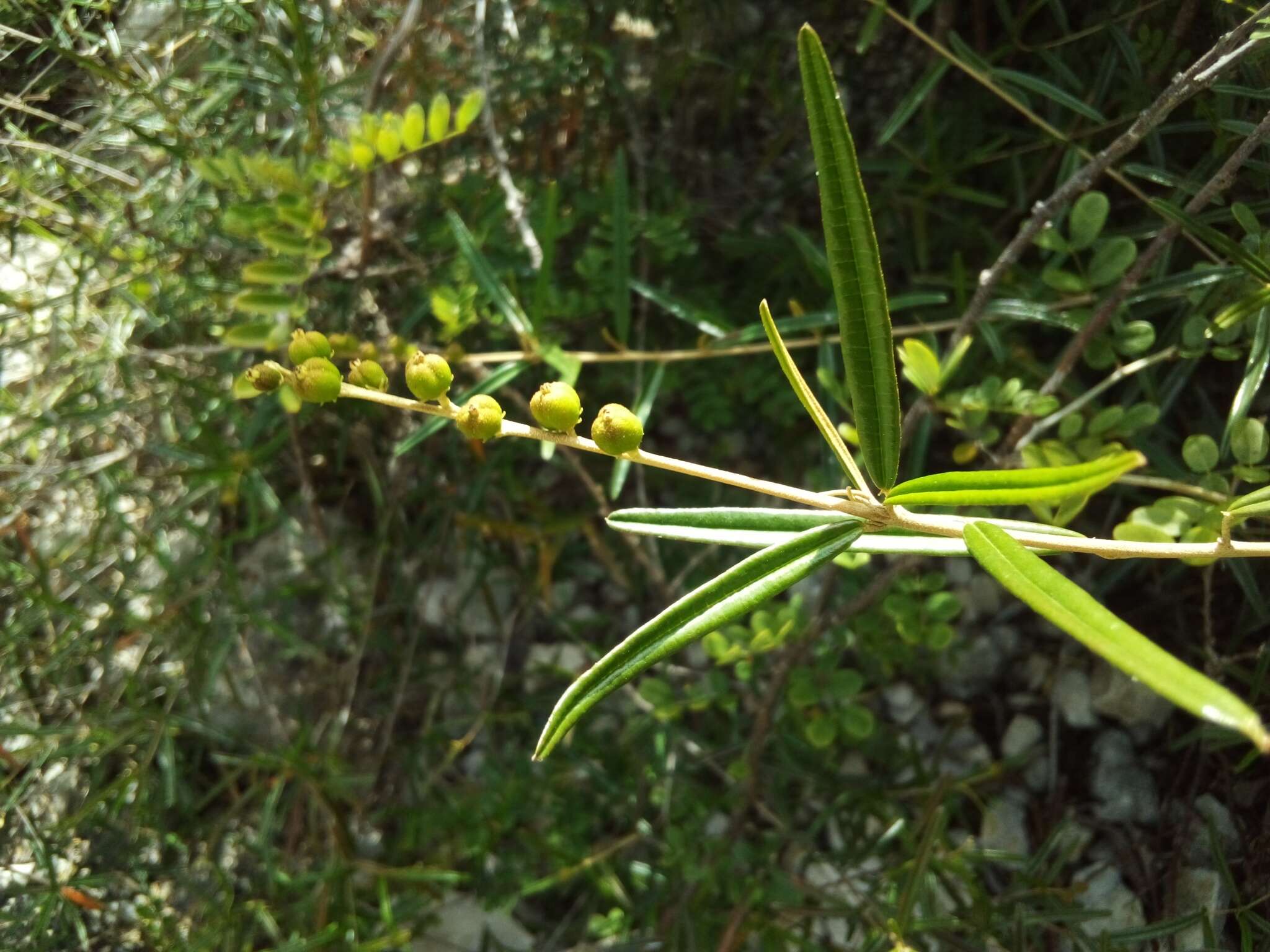 Слика од Croton linearis Jacq.