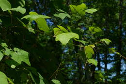 Image of Vitis aestivalis var. aestivalis