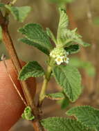 Слика од Lippia javanica (Burm. fil.) Spreng.