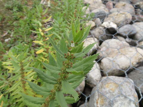 Image of rough bugleweed